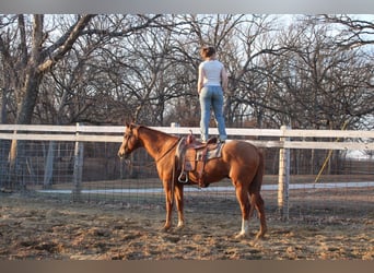 American Quarter Horse, Wallach, 14 Jahre, 163 cm, Rotfuchs