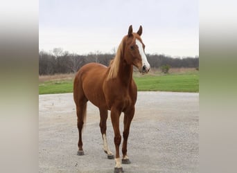 American Quarter Horse, Wallach, 14 Jahre, 163 cm, Rotfuchs