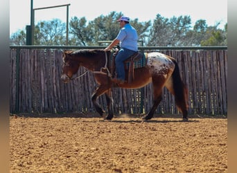 American Quarter Horse, Wallach, 14 Jahre, 165 cm, Rotbrauner