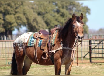 American Quarter Horse, Wallach, 14 Jahre, 165 cm, Rotbrauner