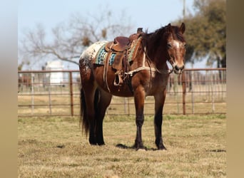 American Quarter Horse, Wallach, 14 Jahre, 165 cm, Rotbrauner