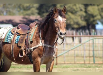 American Quarter Horse, Wallach, 14 Jahre, 165 cm, Rotbrauner