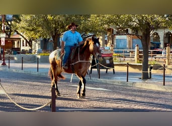 American Quarter Horse, Wallach, 14 Jahre, 165 cm, Rotbrauner