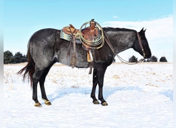 American Quarter Horse, Wallach, 14 Jahre, Blauschimmel