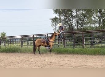 American Quarter Horse, Wallach, 14 Jahre, Buckskin