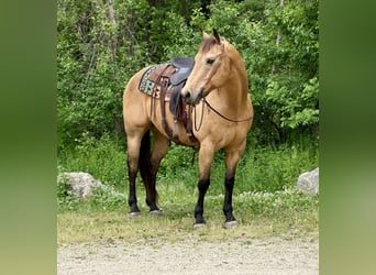 American Quarter Horse, Wallach, 14 Jahre, Buckskin