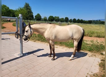 American Quarter Horse, Wallach, 14 Jahre, Dunalino