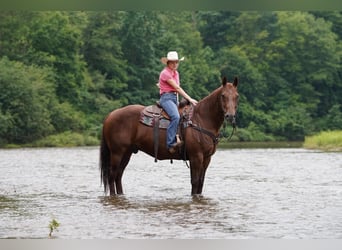 American Quarter Horse, Wallach, 14 Jahre, Dunkelfuchs