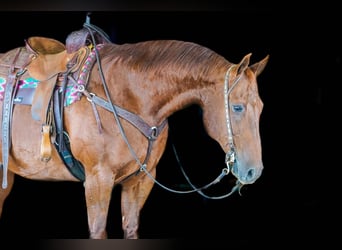 American Quarter Horse, Wallach, 14 Jahre, Dunkelfuchs