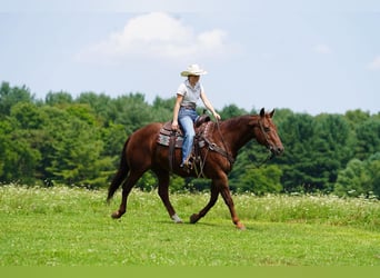 American Quarter Horse, Wallach, 14 Jahre, Dunkelfuchs