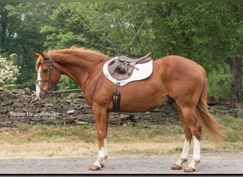 American Quarter Horse, Wallach, 14 Jahre, Dunkelfuchs