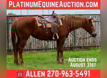American Quarter Horse, Wallach, 14 Jahre, Dunkelfuchs