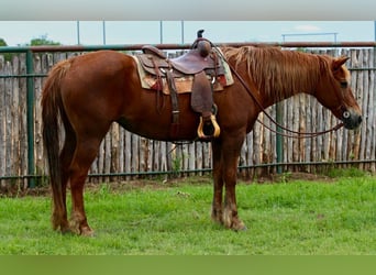 American Quarter Horse, Wallach, 14 Jahre, Dunkelfuchs