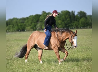 American Quarter Horse, Wallach, 14 Jahre, Falbe