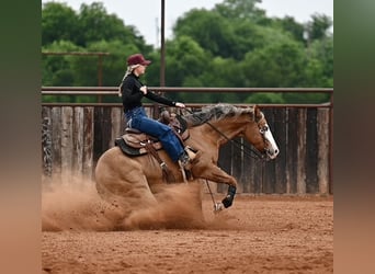 American Quarter Horse, Wallach, 14 Jahre, Falbe