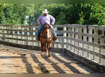 American Quarter Horse, Wallach, 14 Jahre, Falbe