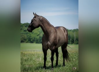 American Quarter Horse, Wallach, 14 Jahre, Grullo