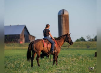 American Quarter Horse, Wallach, 14 Jahre, Grullo