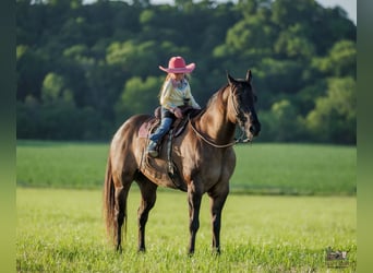 American Quarter Horse, Wallach, 14 Jahre, Grullo