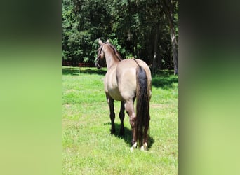 American Quarter Horse, Wallach, 14 Jahre, Grullo