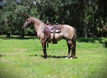 American Quarter Horse, Wallach, 14 Jahre, Grullo