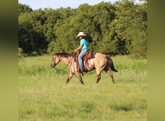 American Quarter Horse, Wallach, 14 Jahre, Grullo