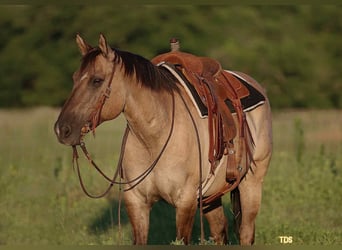 American Quarter Horse, Wallach, 14 Jahre, Grullo