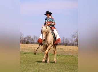 American Quarter Horse, Wallach, 14 Jahre, Palomino