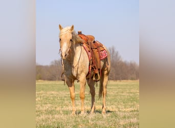 American Quarter Horse, Wallach, 14 Jahre, Palomino