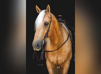 American Quarter Horse Mix, Wallach, 14 Jahre, Palomino