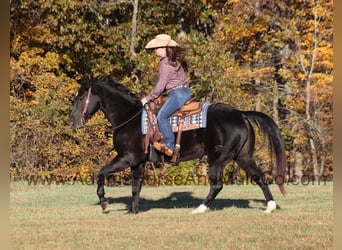 American Quarter Horse, Wallach, 14 Jahre, Rappe