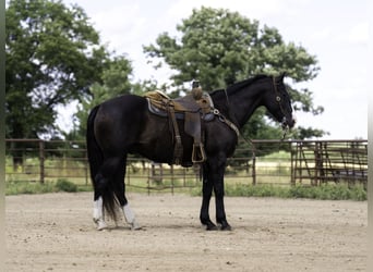 American Quarter Horse, Wallach, 14 Jahre, Rappe