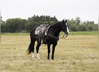 American Quarter Horse, Wallach, 14 Jahre, Rappe