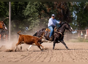 American Quarter Horse, Wallach, 14 Jahre, Rappe