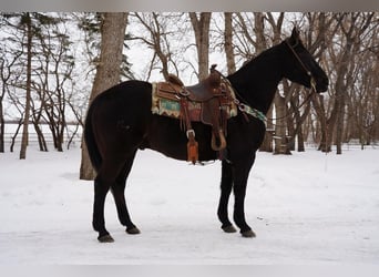 American Quarter Horse, Wallach, 14 Jahre, Rappe