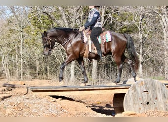 American Quarter Horse, Wallach, 14 Jahre, Rappe