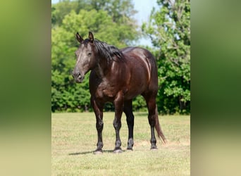 American Quarter Horse Mix, Wallach, 14 Jahre, Roan-Blue