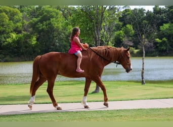 American Quarter Horse, Wallach, 14 Jahre, Rotfuchs