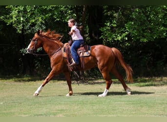 American Quarter Horse, Wallach, 14 Jahre, Rotfuchs