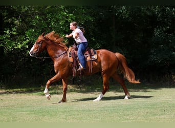 American Quarter Horse, Wallach, 14 Jahre, Rotfuchs
