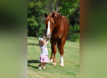 American Quarter Horse, Wallach, 14 Jahre, Rotfuchs