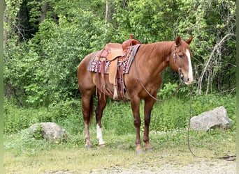 American Quarter Horse, Wallach, 14 Jahre, Rotfuchs