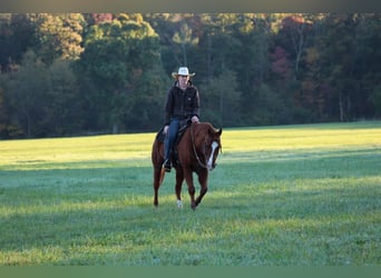 American Quarter Horse, Wallach, 14 Jahre, Rotfuchs