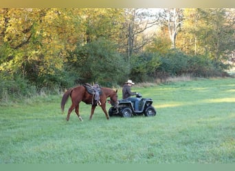 American Quarter Horse, Wallach, 14 Jahre, Rotfuchs