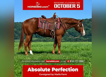 American Quarter Horse, Wallach, 14 Jahre, Rotfuchs