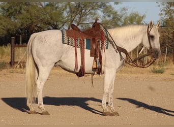 American Quarter Horse, Wallach, 14 Jahre, Schimmel