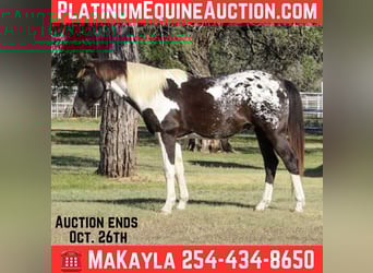 American Quarter Horse, Wallach, 14 Jahre, Tobiano-alle-Farben