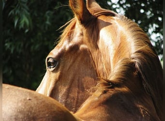 American Quarter Horse, Wallach, 14 Jahre