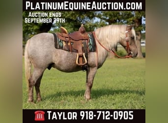 American Quarter Horse, Wallach, 15 Jahre, 119 cm, Brauner