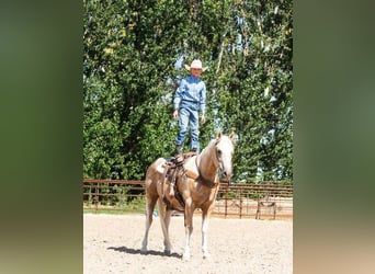 American Quarter Horse Mix, Wallach, 15 Jahre, 142 cm, Palomino